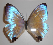 Moprho butterfly (Morpho Zulkowskii)