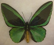 Birdwing butterfly