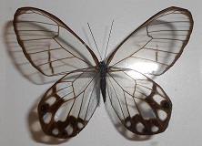 Birdwing butterfly