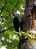 Pileated Woodpecker (Dryocopus pileatus)