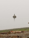 Great Blue Heron (Ardea herodias)