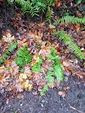 Sword Fern (Polystichum munitum)