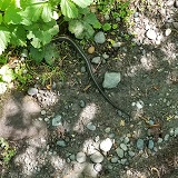 Northwestern Garter Snake (Thamnophis ordinoides)