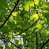 Big Leaf Maple (Acer macrophyllum)