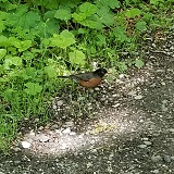 American Robin (Turdus migratorius)