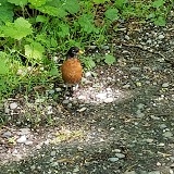 American Robin (Turdus migratorius)