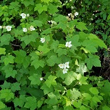 Thimbleberry (Rubus parviflorus)