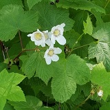 Thimbleberry (Rubus parviflorus)