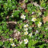 Beach strawberry (Fragaria chiloensis)