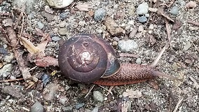 Pacific Sideband Snail (Monadenia fidelis)