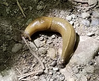 Pacific Bannana Slug (Ariolimax columbianus)