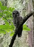 Barred Owl (Strix varia)