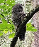Barred Owl (Strix varia)