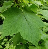 Thimbleberry (Rubus parviflorus)