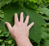 Thimbleberry (Rubus parviflorus)