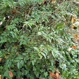 Evergreen Huckleberry (Vaccinium ovatum)