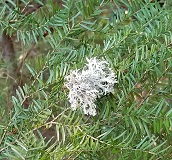 Lichen
