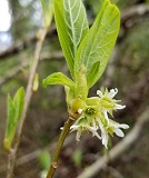 Oso Berry (Oemleria cerasiformis)