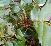 Dwarf Oregon Grape (Mahonia nervosa)