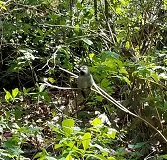 Hummingbird (Calypte sp.)