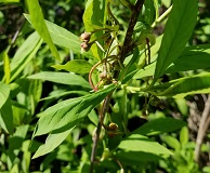 Oso Berry (Oemleria cerasiformis)