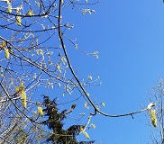 Big Leaf Maple (Acer macrophyllum)