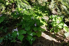 Pacific Trillium (Trillium ovatum)