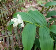 False Solomon Seal (Smilacina racemosa)