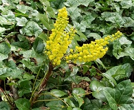 Dwarf Oregon Grape (Mahonia nervosa)