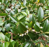 Evergreen Huckleberry (Vaccinium ovatum)