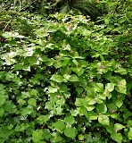 Pacific Trillium (Trillium ovatum)