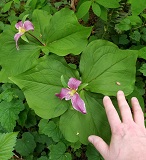 Pacific Trillium (Trillium ovatum)