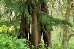 Western Hemlock (Tsuga heterophylla)