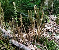 Sword Fern (Polystichum munitum)