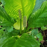 Skunk Cabbage (Lysichiton americanus)