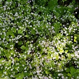 Candy Flower (Claytonia sibirica)