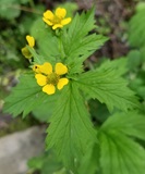 Large-Leaved Avens (Geum macrophyllum)