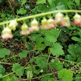 Fringecups (Tellima grandiflora)