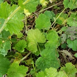 Fringecups (Tellima grandiflora)