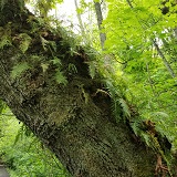 Licorice Fern (Polypodium glycyrrhiza)