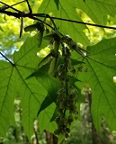 Big Leaf Maple (Acer macrophyllum)