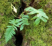 Licorice Fern (Polypodium glycyrrhiza)