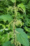 Stinging Nettle (Urtica dioica ssp. gracilis)