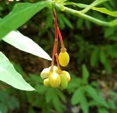 Oso Berry (Oemleria cerasiformis)