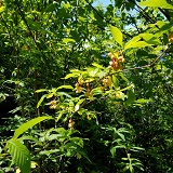 Oso Berry (Oemleria cerasiformis)
