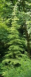 Western Hemlock (Tsuga heterophylla)