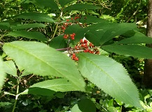 Red Elderberry (Sambucus racemosa)