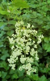 Oceanspray (Holodiscus discolor)