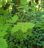 Oceanspray (Holodiscus discolor)