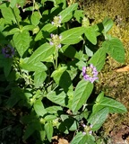 Common Self-heal (Prunella vulgaris ssp. lanceolata)